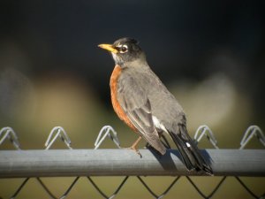 American Robin