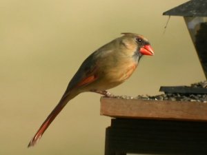 Female Cardinal