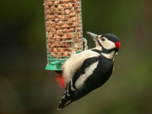 Nutty Woodpecker