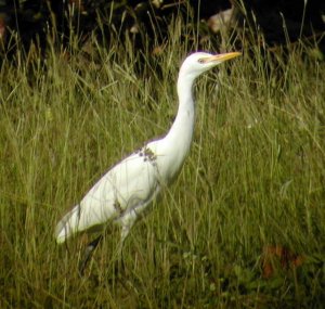 Great_Egret6ss