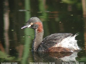 Australasian Grebe