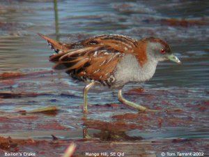 Baillon's Crake