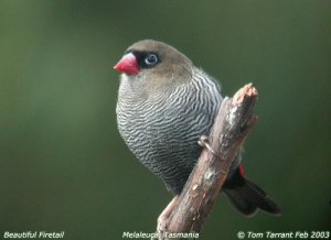 Beautiful Firetail