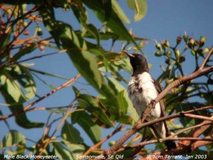 Black Honeyeater