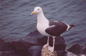 Greater Black Backed Gull