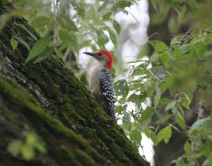 Red Bellied woodpecker