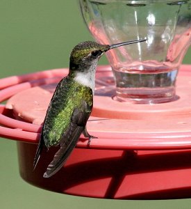 Tailless Hummer