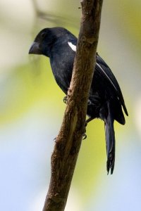 Cuban Bullfinch