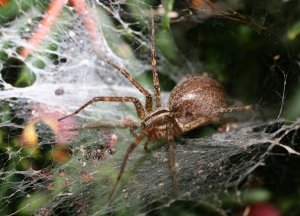 Funnel Web Spider ( I Think )