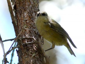 Hawai'i Creeper