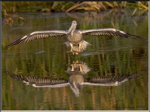 Pink-backed Pelican