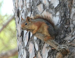 squirrel in Turkey