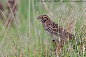 Lapland Bunting