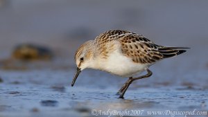 Little Stint