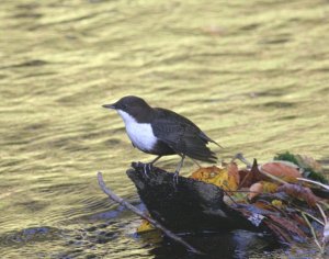 Dipper