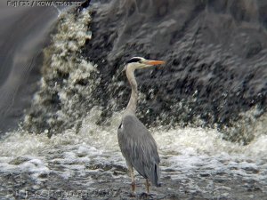 Grey Heron at the Salmon Pool