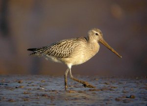 Bar Tailed Godwit