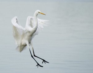 Great Egret