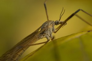 Crane Fly ???