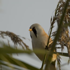 Bearded Tit