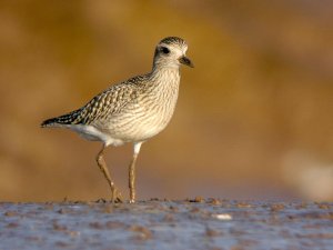 Golden Golden Plover