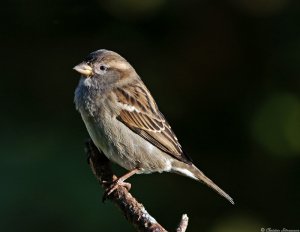 House sparrow female