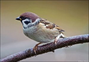 Tree Sparrow