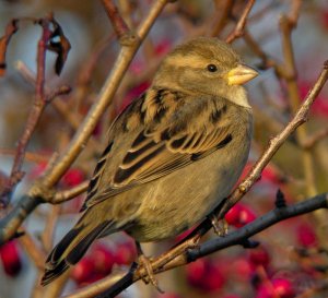 House Sparrow