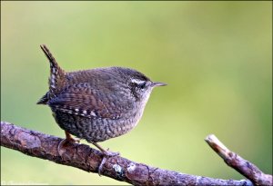 Wren