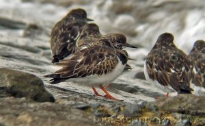 Turnstone