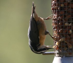 Red Breasted Nuthatch 2