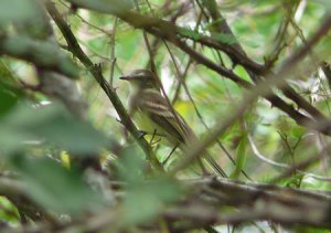 Mouse-coloured Tyrannulet