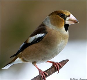 Hawfinch