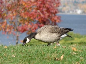 Cackling Goose