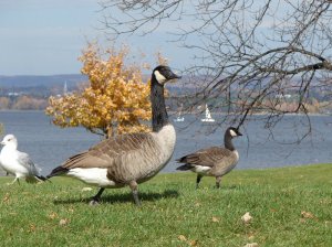 Cackling Goose with Canada Goose