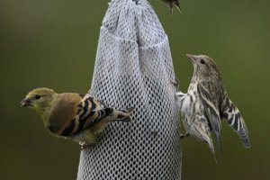 American Goldfinch Pine Siskins