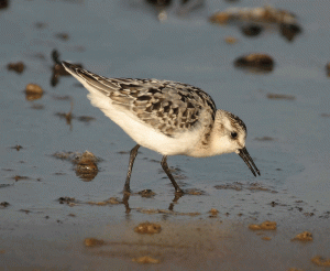 Sanderling