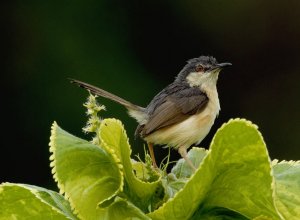 ASHY WREN WARBLER