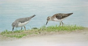Temminck's and Long-toed Stint