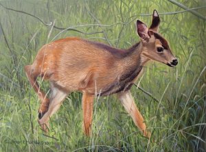 Blacktail Fawn