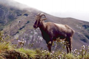 NILGIRI TAHR