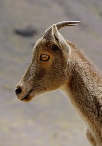 NILGIRI TAHR [female]