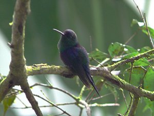 Violet-crowned Woodnymph