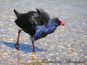 Purple Swamphen (Porphyrio melanotus)