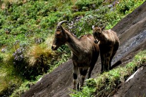 Nilgiri Thar