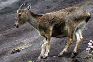 Nilgiri Thar young