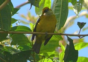 Silver-throated Tanager