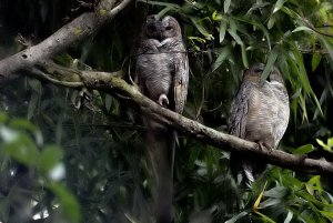 Mottled wood owl