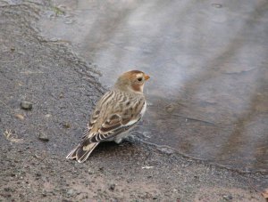 Snow Bunting