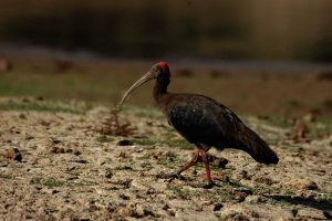 Black Ibis